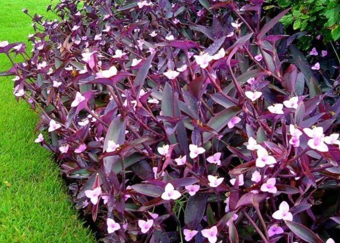 Wandering Jew Purple Heart Purple Queen live plants