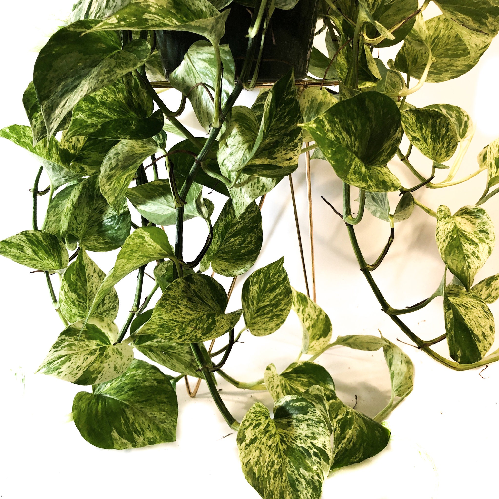 Marble Queen Pothos Plant Cuttings Epipremnum Aureum