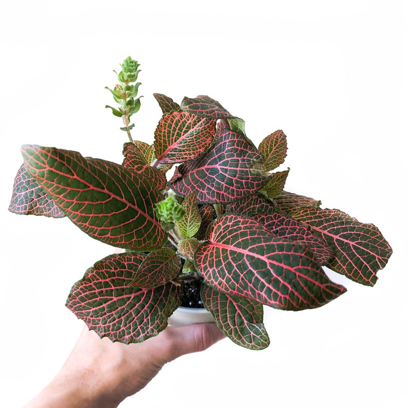 Nerve Plant Fittonia Verschaffeltii live house plants Etsy