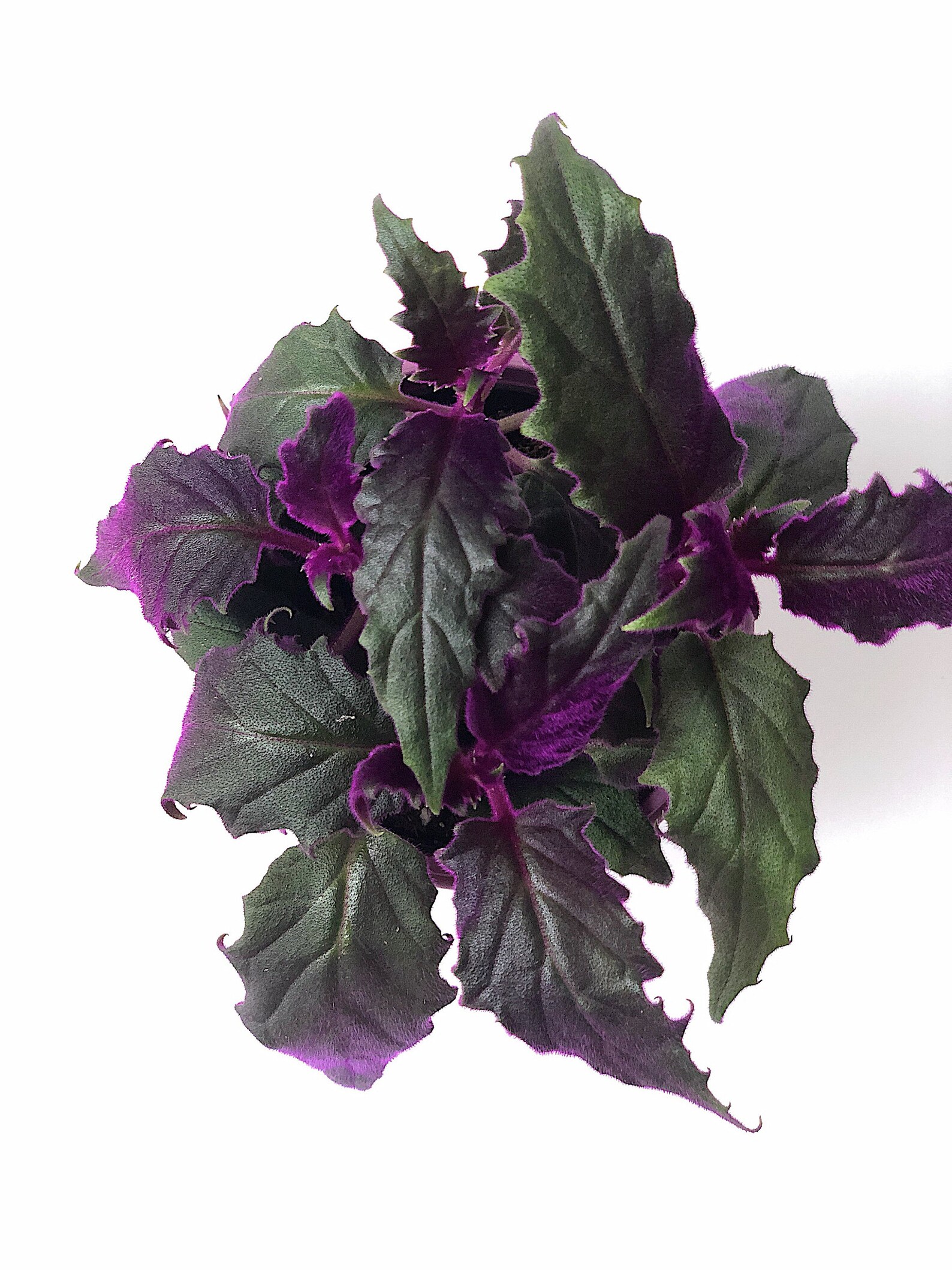 Purple Passion Live House Plant Gynura aurantiaca Rare plants Etsy