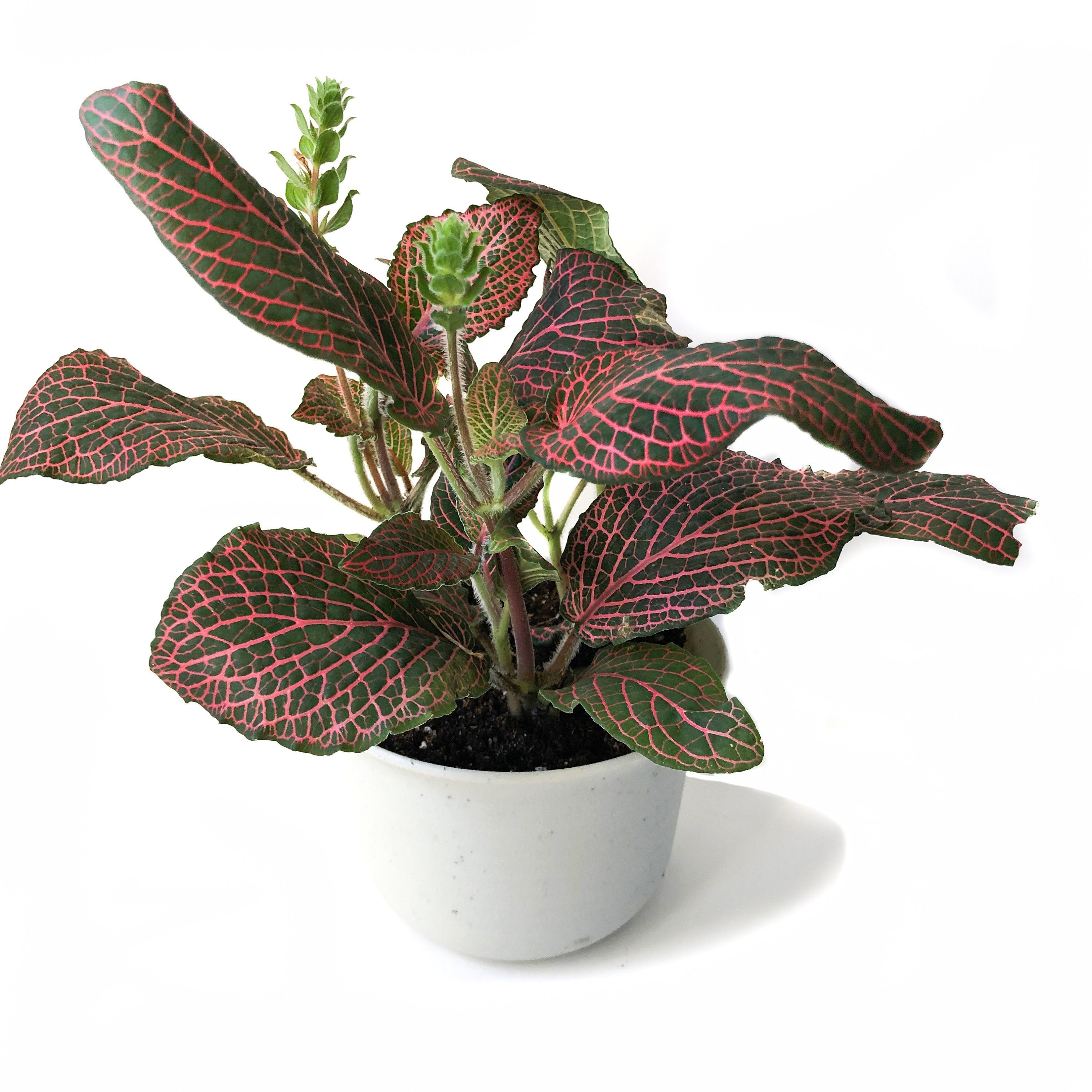 Nerve Plant Fittonia Verschaffeltii live house plants
