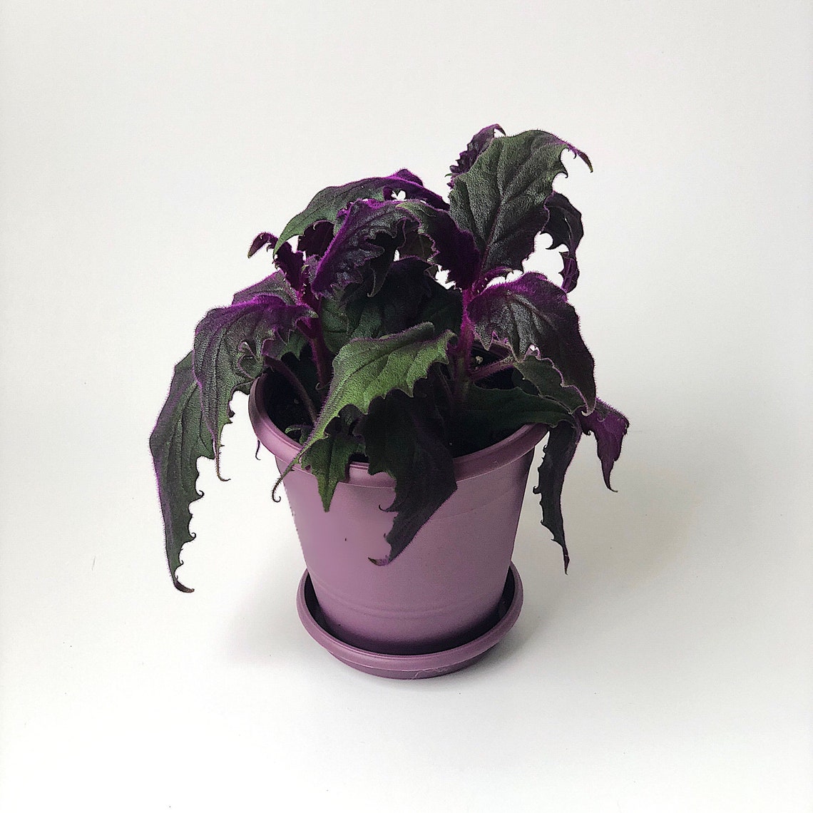 Purple Passion Live House Plant Gynura aurantiaca Rare plants Etsy