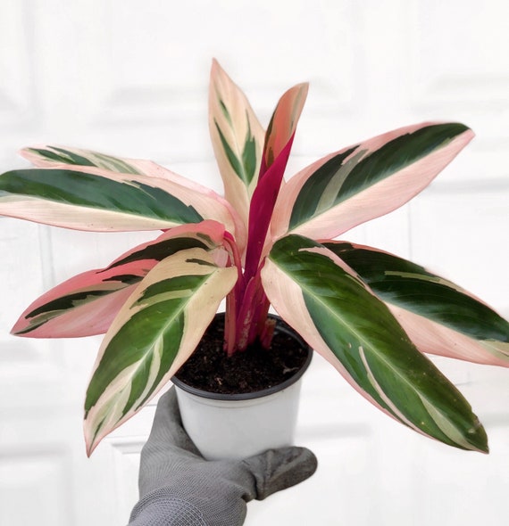 Triostar Stromanthe Stromanthe Sanguinea Live House Plants Etsy