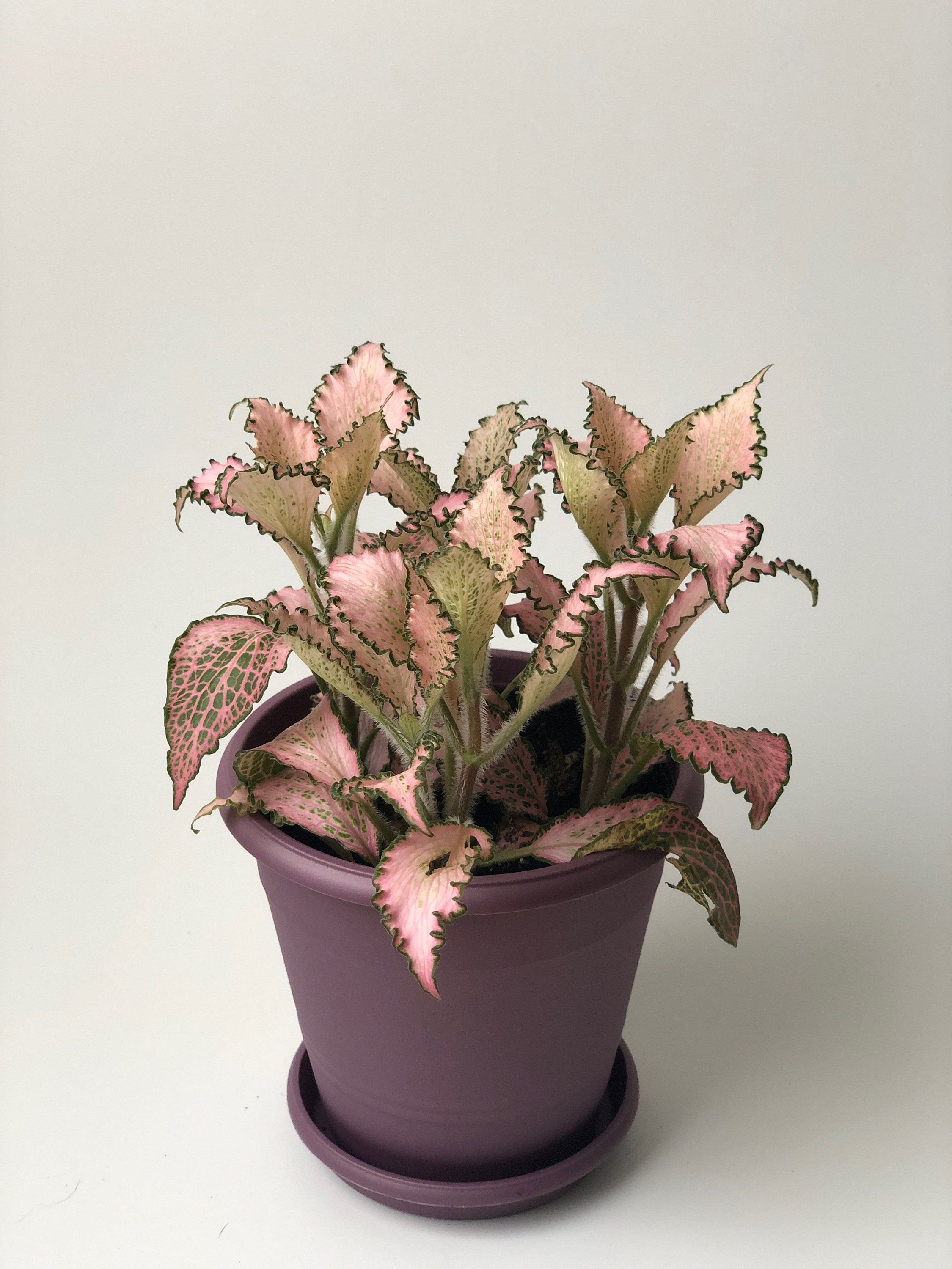 Nerve Plant - Fittonia argyroneura