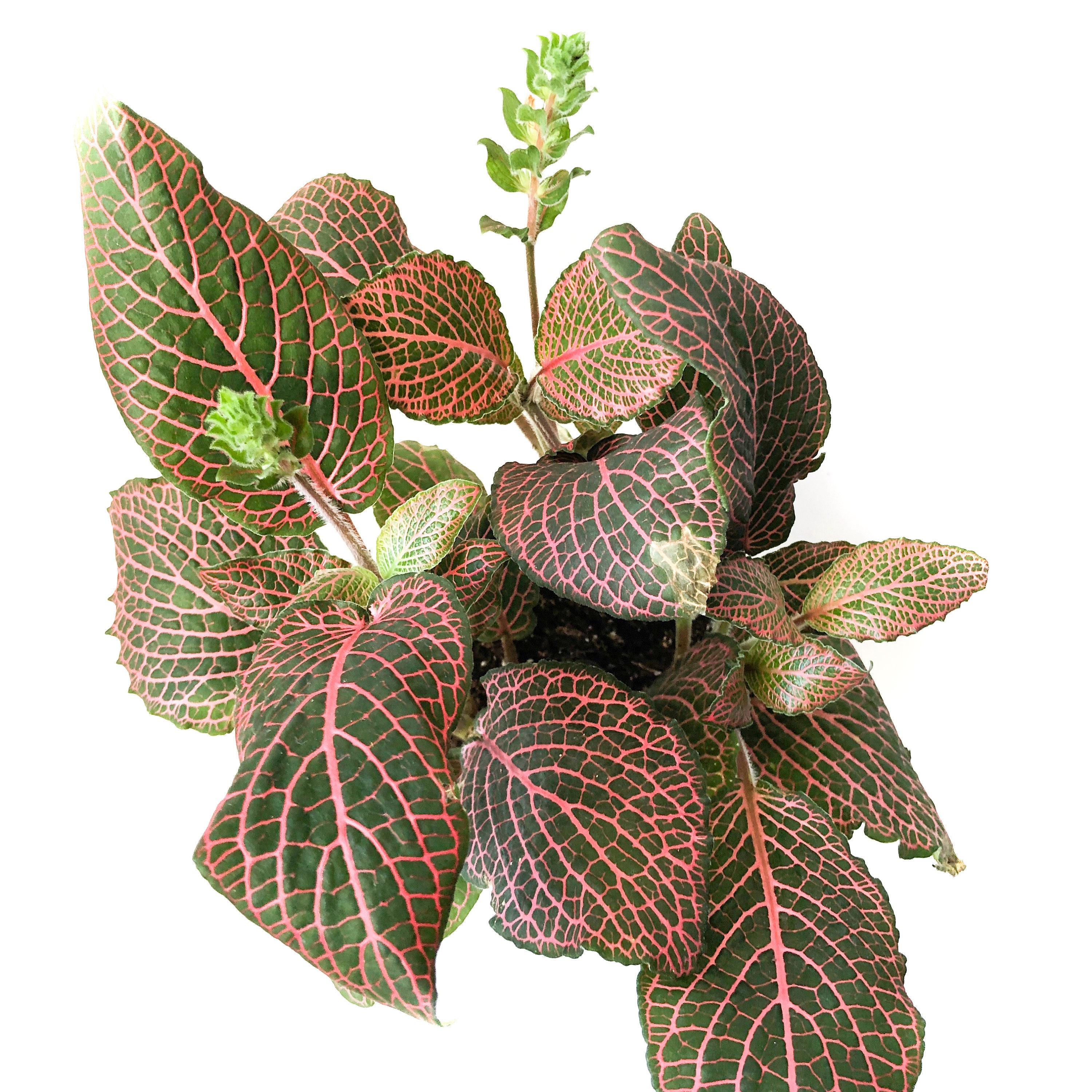 Nerve Plant Fittonia Verschaffeltii live house plants