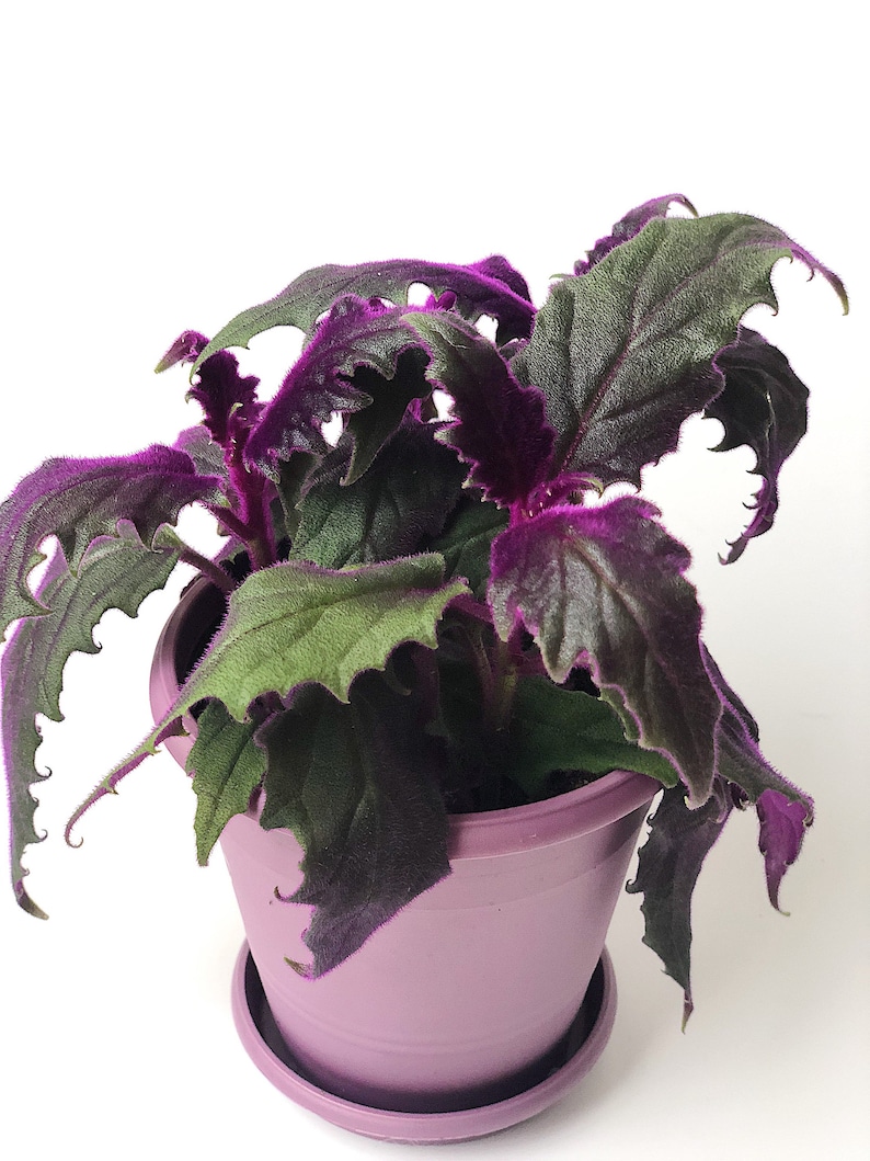 Purple Passion Live House Plant Gynura aurantiaca Rare plants Etsy