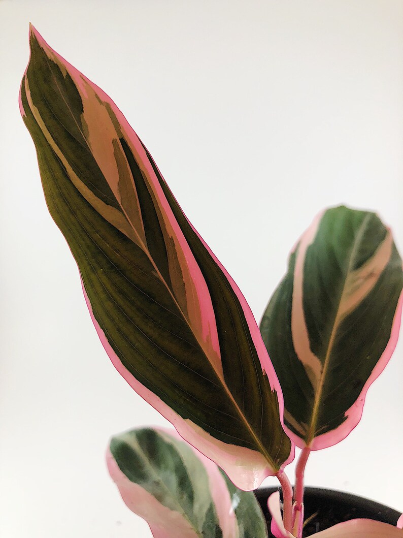 Triostar Stromanthe Stromanthe Sanguinea live house plants