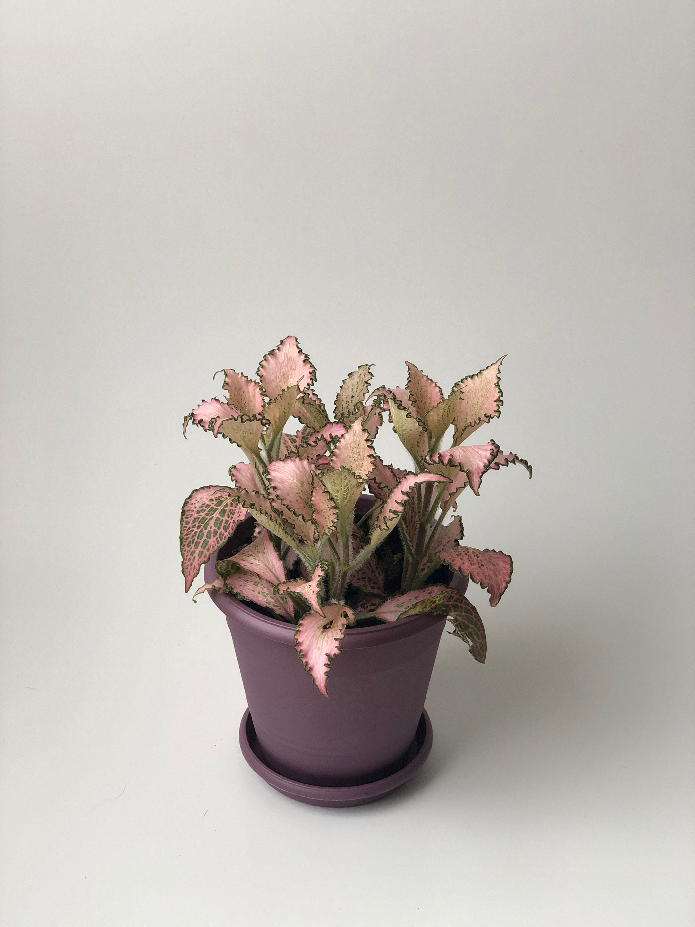 Nerve Plant Fittonia argyroneura