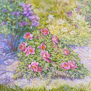 Peonies from Botanical garden