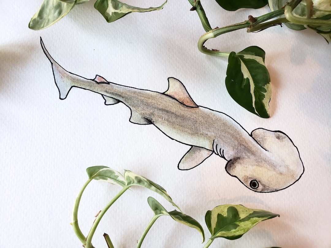 Bonnethead Shark Original Watercolor Painting L Marine Illustration L ...