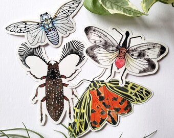 Insect Watercolor Sticker Pack l Feather Horned Beetle Sticker l Lanternfly Sticker l Ghost Cicada Sticker l Virgin Tiger Moth Sticker