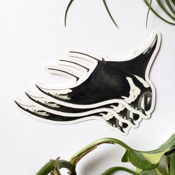 Giant Oceanic Manta Ray Original Watercolor Vinyl Sticker l Marine Biology Art