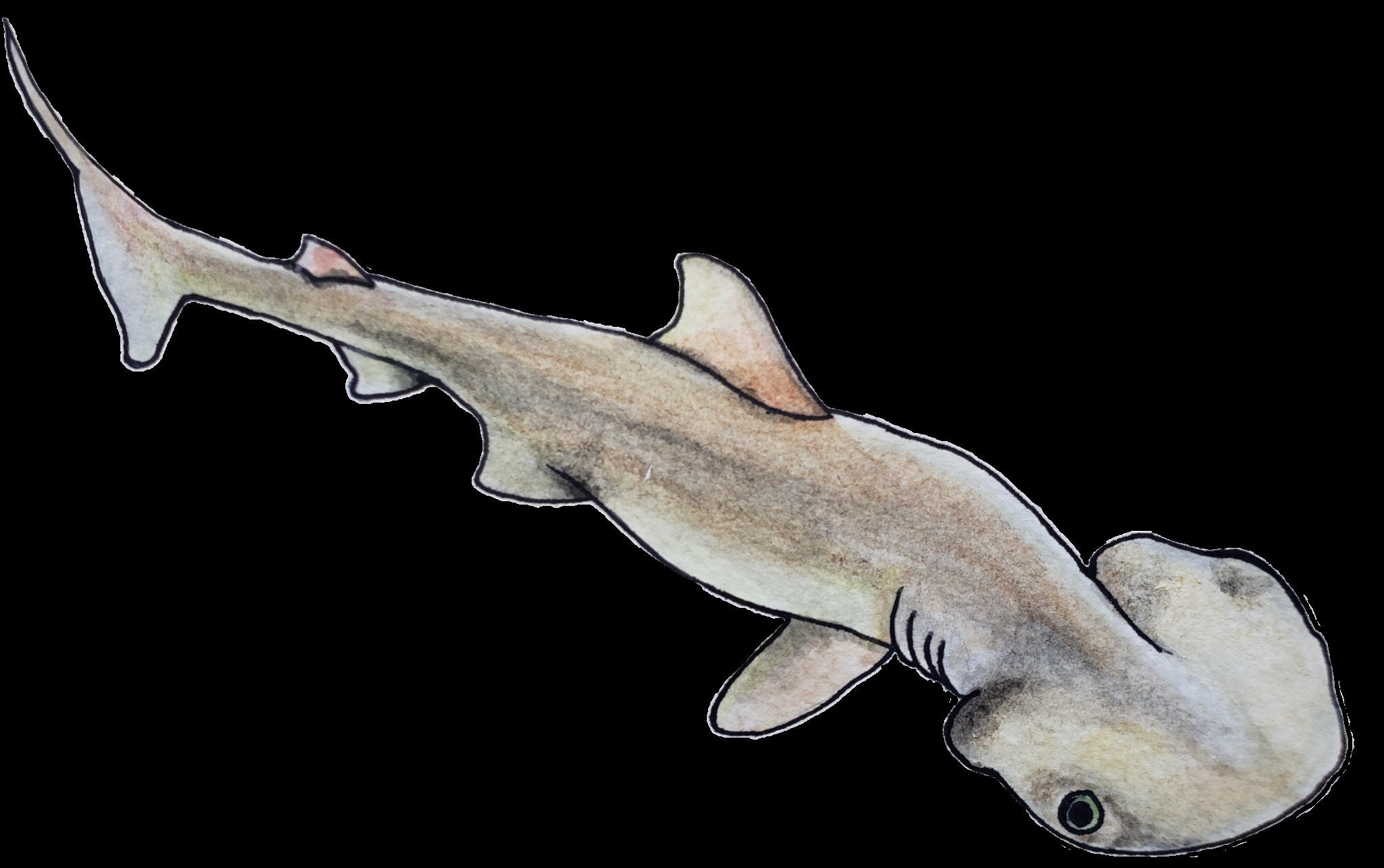 Bonnethead Shark Original Watercolor Painting L Marine - Etsy