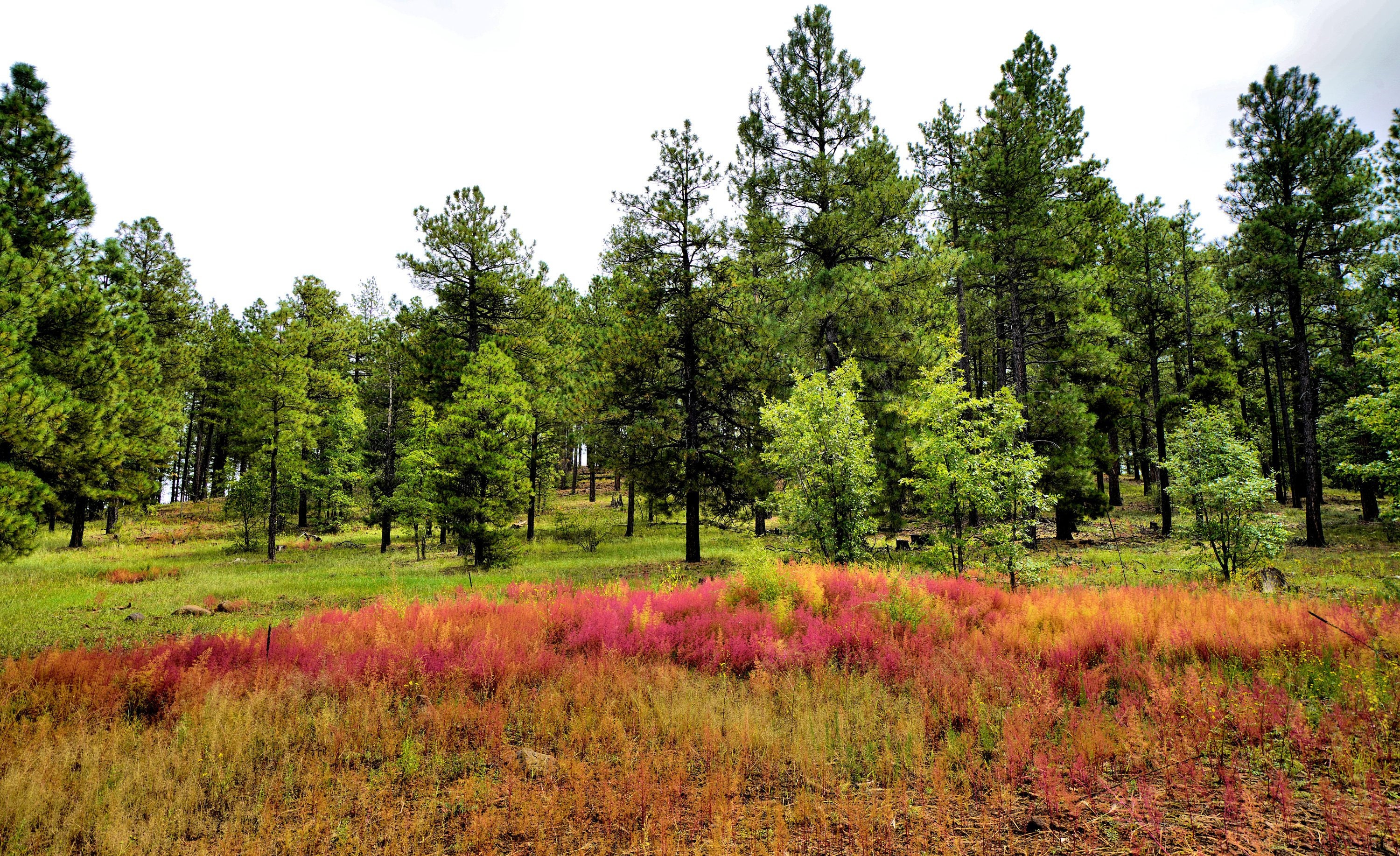 Sentinels Flagstaff-Mountains N Arizona Art Print Ponderosa Pines Mule Deer