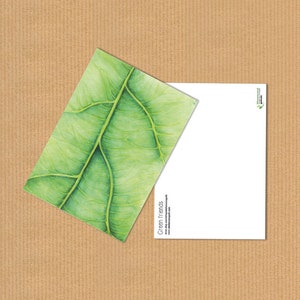 carte postale, A6, feuille verte, détail de plante, nature, illustration aquarelle, papier recyclé, impression écologique et neutre pour le climat