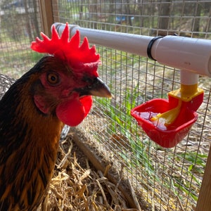 Backyard Barnyard 4 Pack NO PECK Poultry Cup with 1/2" PVC Tee Waterer Drinker for Chicken Ducks Quail