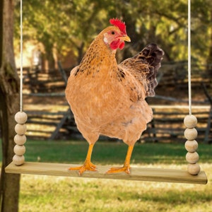 Backyard Barnyard Chicken Swing Handmade in USA Flat Bar Perch for Poultry Rooster Hens Chicks Pet Parrots Macaw Entertainment for Birds Bild 5