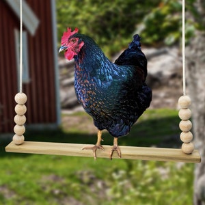 Backyard Barnyard Chicken Swing Handmade in USA Flat Bar Perch for Poultry Rooster Hens Chicks Pet Parrots Macaw Entertainment for Birds Bild 1