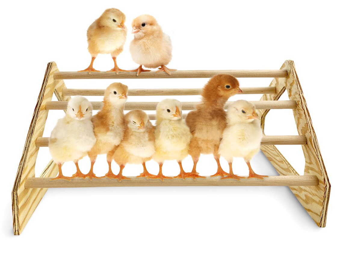 Chick Perch Strong Wooden Jungle Gym Roosting Bar Handmade in Etsy