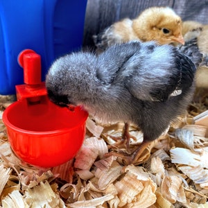 Backyard Barnyard 4 Pack Automatic Poultry Waterer Cup Drinker for Chickens Ducks Quail