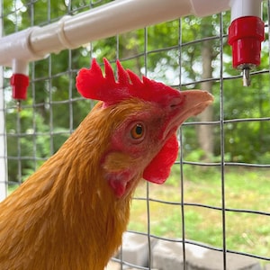 Backyard Barnyard 6 Pack Poultry Nipples + PVC Tee Fittings for Automatic Watering System Chicken Duck Quail