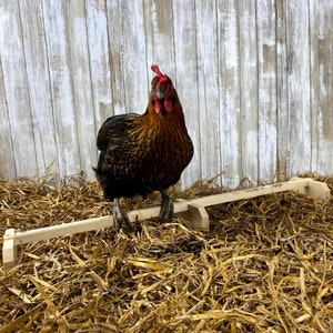 Backyard Barnyard 30&quot; Chicken Perch Roosting Bar Made in USA! Solid Wood Accessories and Toys for Coop and Brooder for Large Bird Chicks