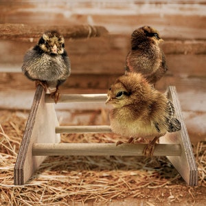 Backyard Barnyard Mini Chick Roosting Perch (2 Pack) Chicken Toys for Coop and Brooder for Baby Chicks