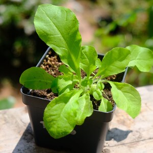 May include: A small, green plant with large leaves in a square black pot. The plant is in the early stages of growth, with vibrant green leaves. The pot sits on a wooden surface, with a blurred green background.
