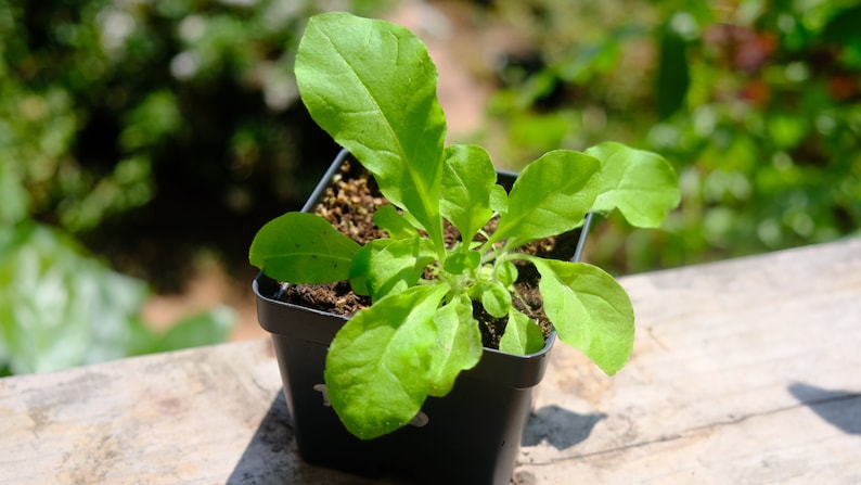 May include: A small, green plant with large leaves in a square black pot. The plant is in the early stages of growth, with vibrant green leaves. The pot sits on a wooden surface, with a blurred green background.