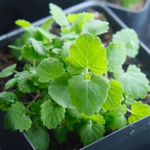 May include: A close-up of a small potted plant with vibrant green leaves. The leaves have a slightly ruffled edge and are covered in tiny water droplets. The plant is in a dark gray square pot, and the soil is visible.