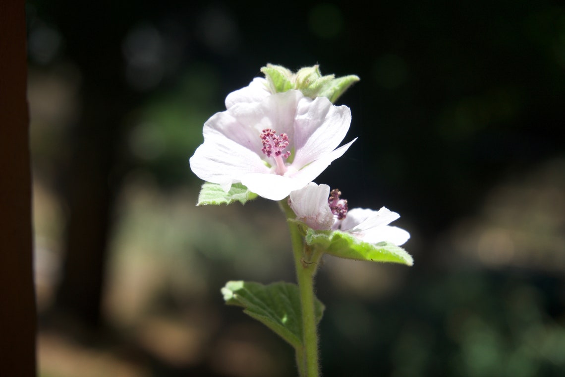 Malvavisco PLANTA EN VIVO Althea Officinalis 4 pot Etsy