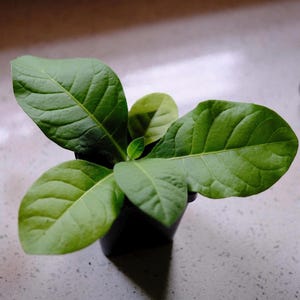 May include: A small green plant with large, veined leaves in a black pot. The plant has several broad, light green leaves and a few smaller, newer leaves emerging from the center. The pot sits on a light-colored surface.