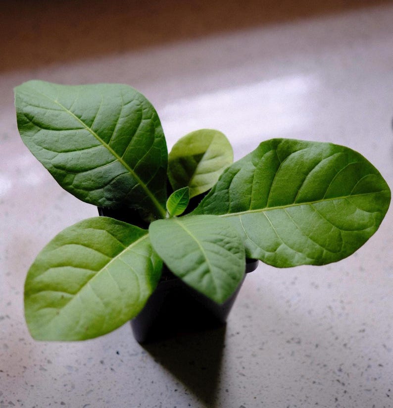 May include: A small green plant with large, veined leaves in a black pot. The plant has several broad, light green leaves and a few smaller, newer leaves emerging from the center. The pot sits on a light-colored surface.