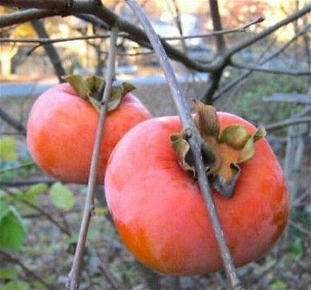 Fuyu Persimmon Tree 3ft-4ft Tall Bare Root Tree | Etsy