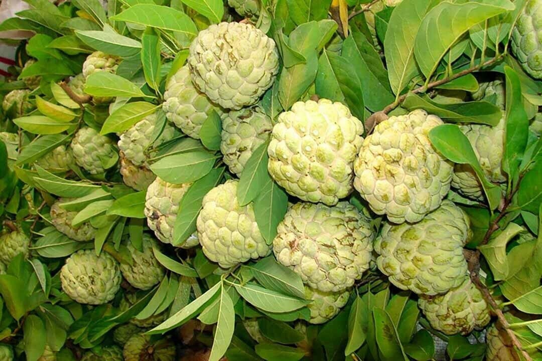 Sugar Apple Na Dai Mãng Cầu Dai Organic Seed Tree1 Live Etsy