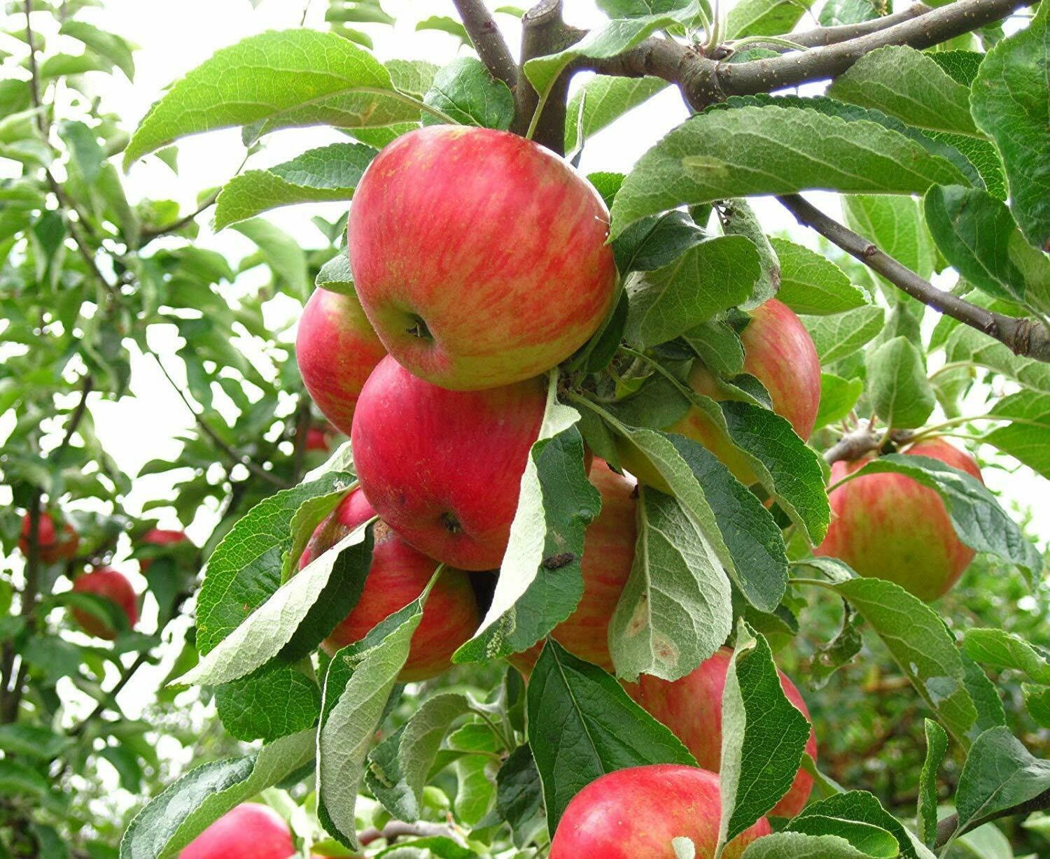 Dwarf fuji apple tree 12 ft fruit tree Etsy