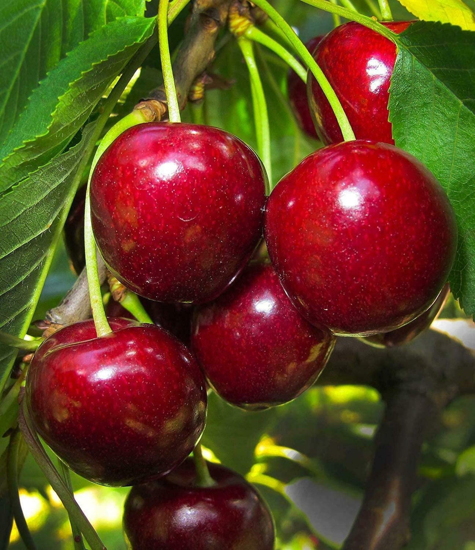 1 bing cherry tree flowering fruit trees 2 ft fruit trees etsy 1 bing cherry tree flowering fruit trees 2 ft fruit trees etsy