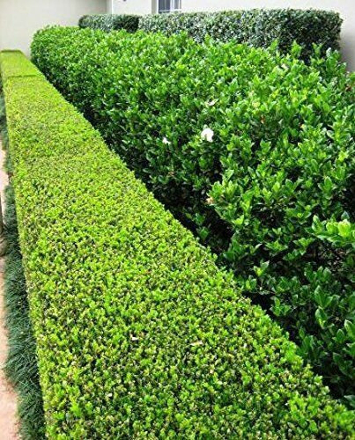 Buis japonais 10 plantes vivantes Buxus Fast Growing Cold Etsy