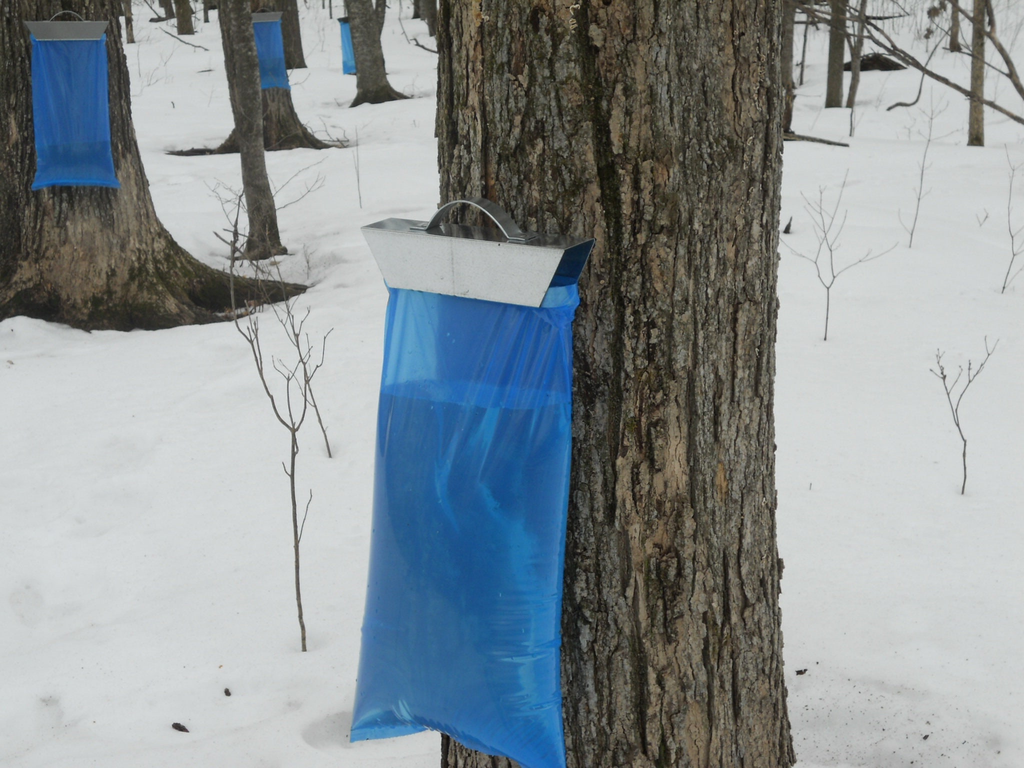 250 Maple Sap / Syrup Bags for Sap Sack Holders 1 Full Case Etsy