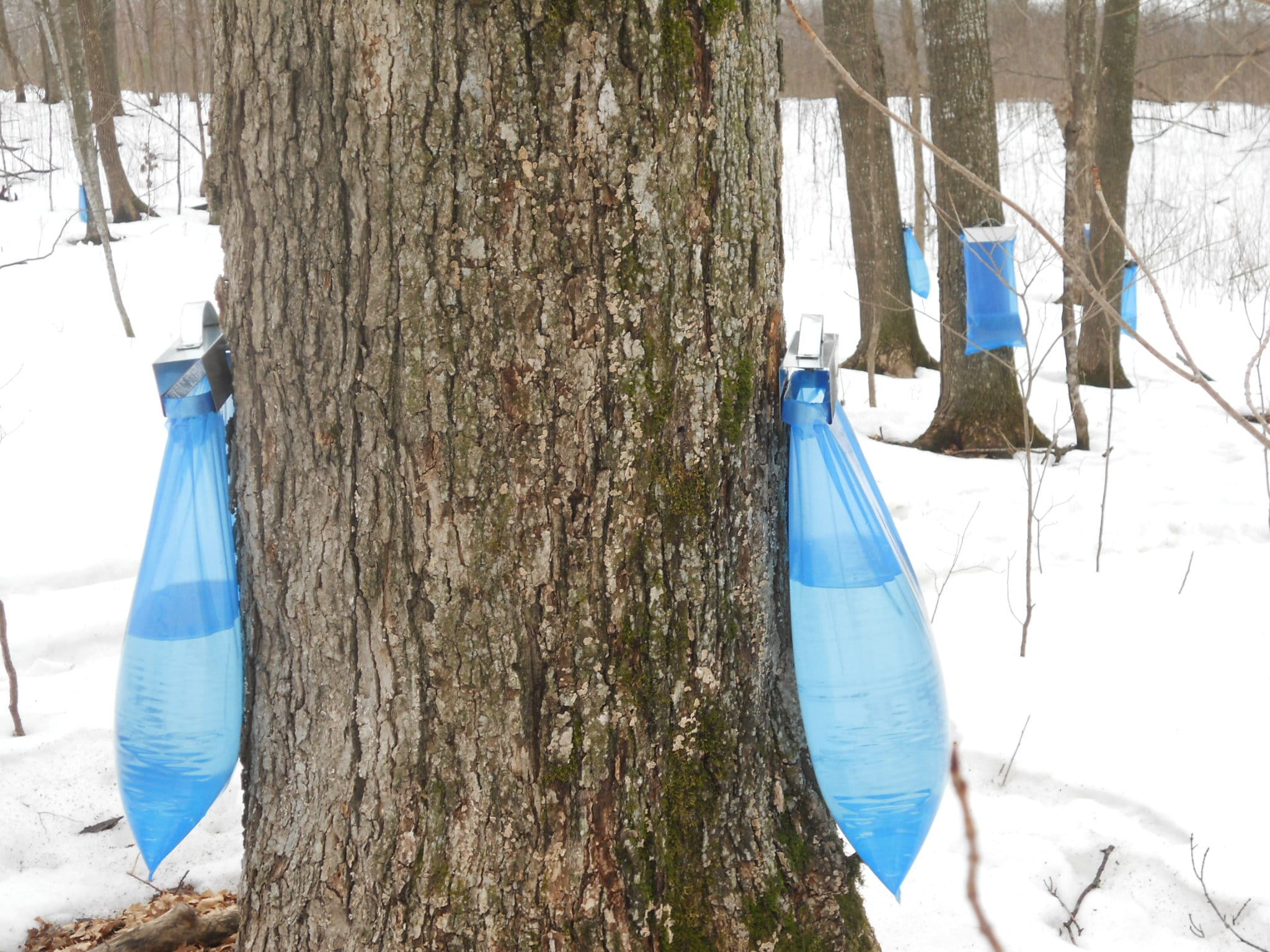 Maple Syrup Starter Kit Sap Sack Holders Spiles Bags Spouts Etsy