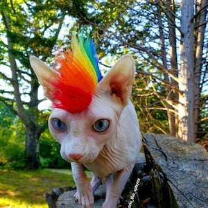 Love out Loud - Rainbow Mohawk