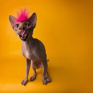 Cat Mohawk
