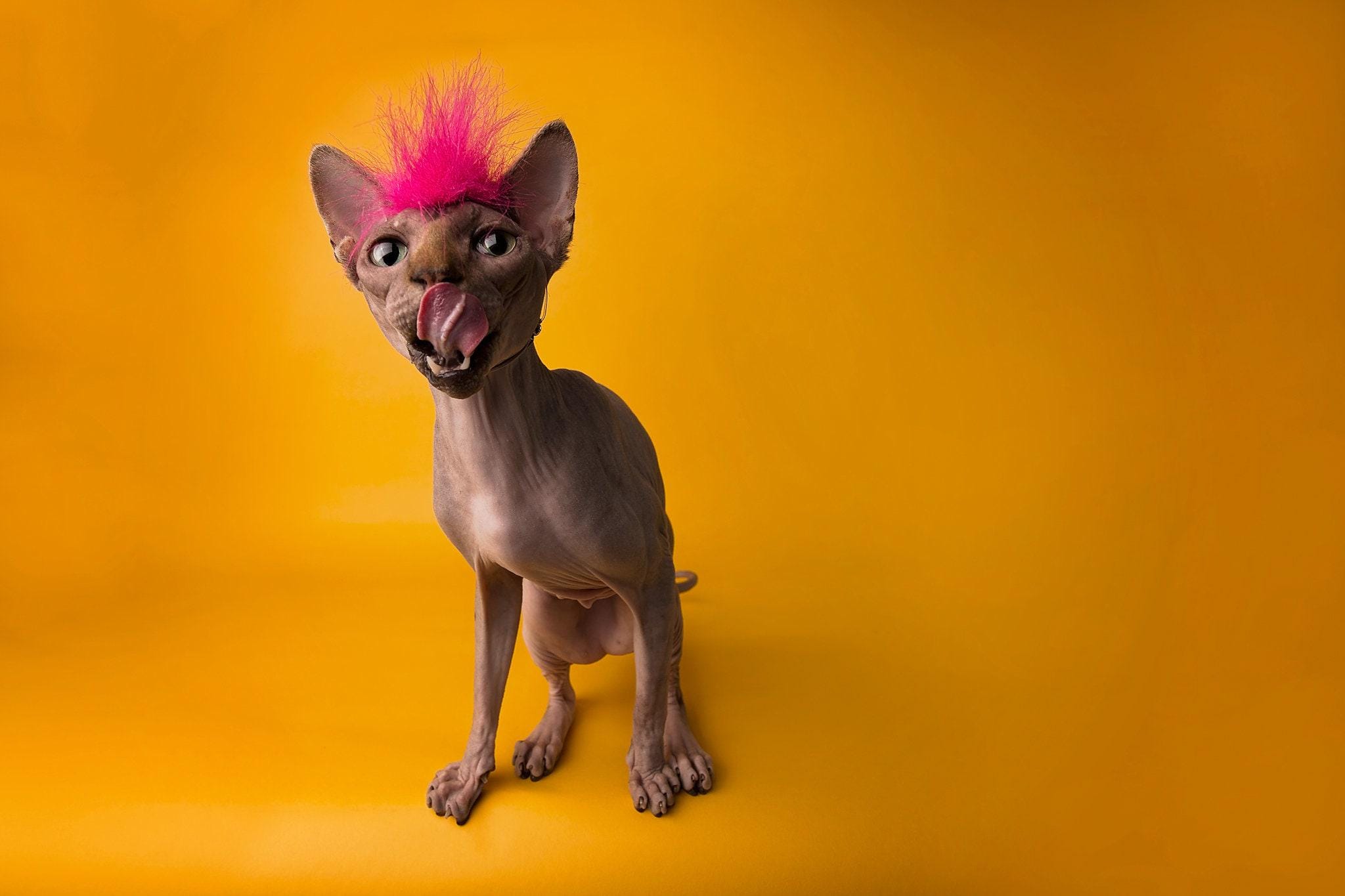 Cat Mohawk