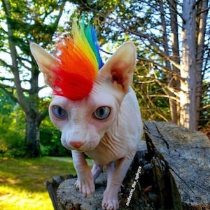 Love out Loud - Rainbow Mohawk