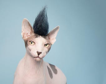 NEVERMORE Mohawk Pet Costume: Blue, Black & Green Curly Hair