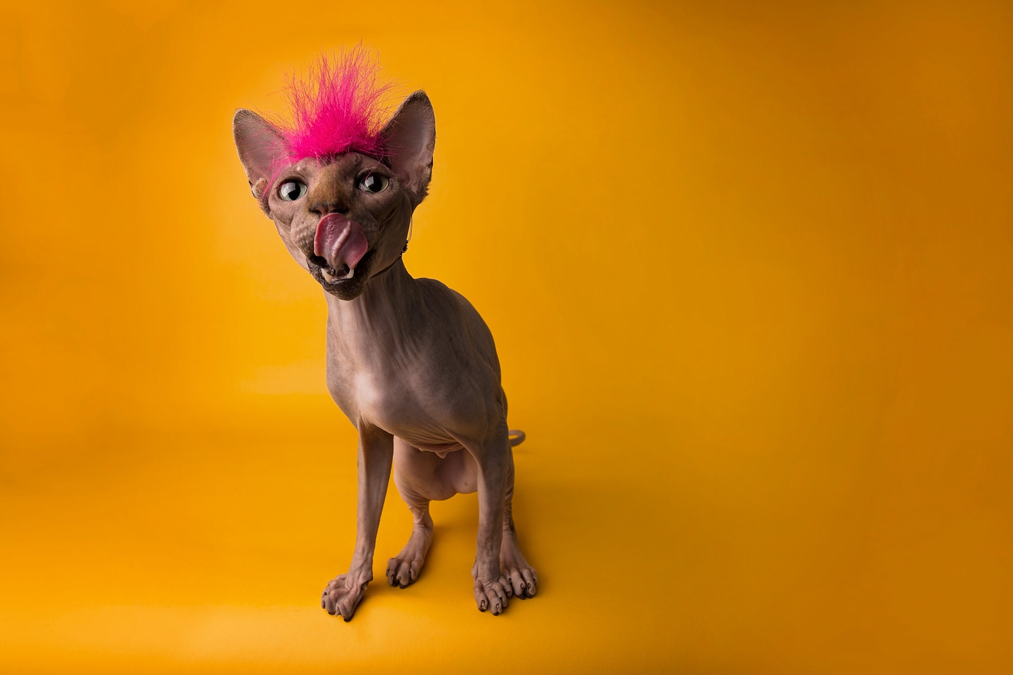 Cat Mohawk Etsy