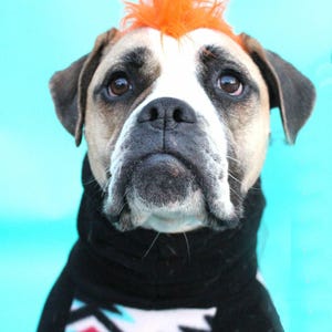 Dog Mohawk size Large