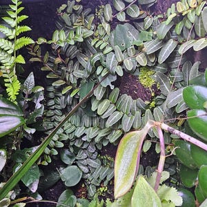 TWO 3&quot; Marcgravia Umbellatas