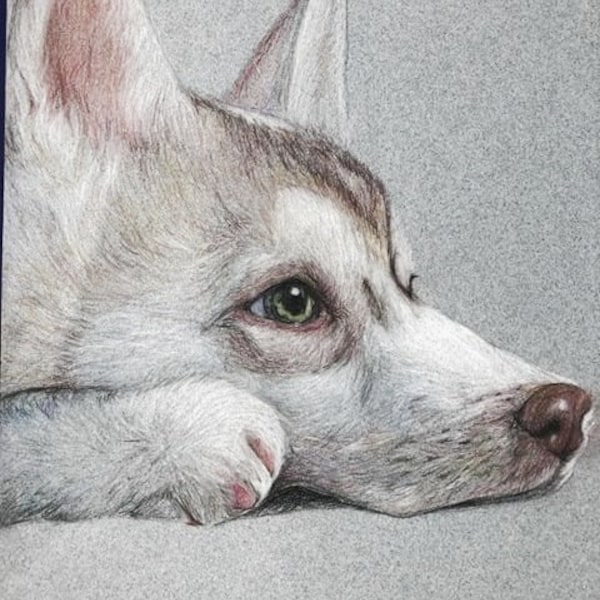 CUSTOM Pet/Animal Drawings