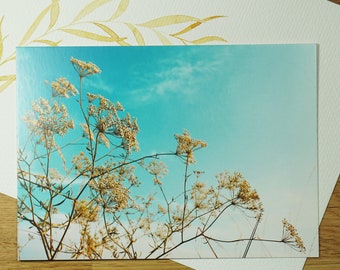 Postcard golden umbels PHOTO P05